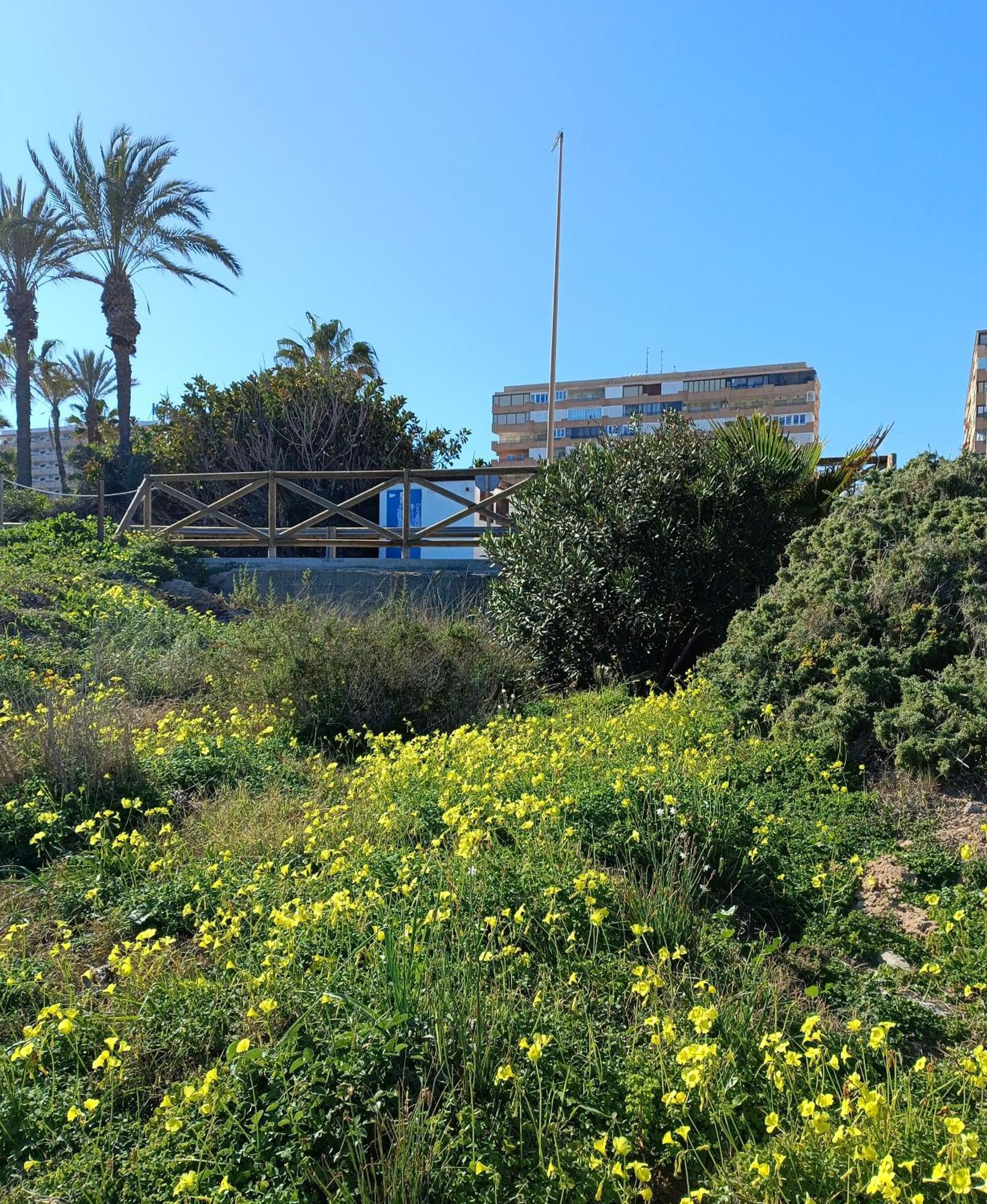 Apartamento Miramar Torrevieja Exteriör bild