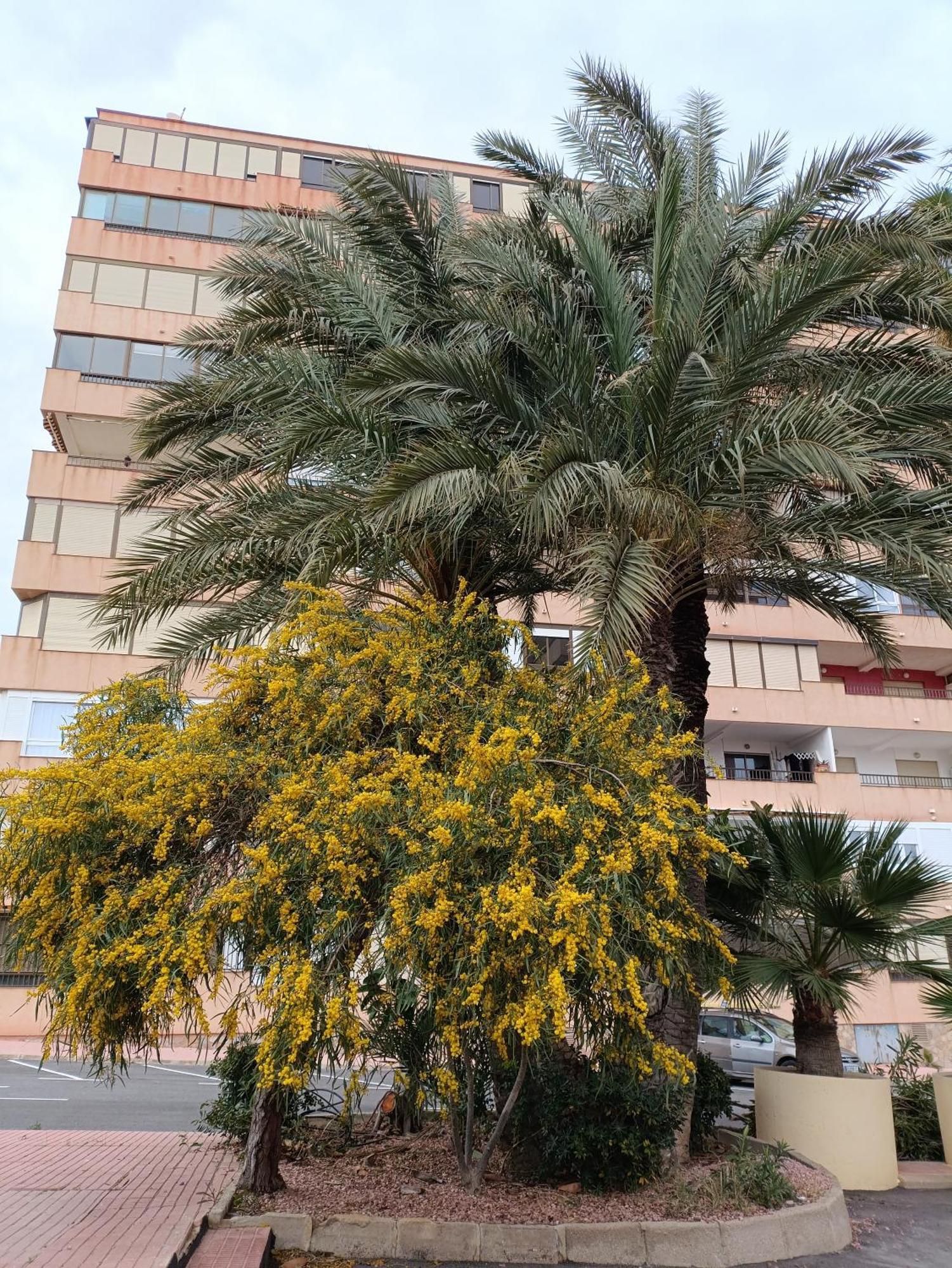 Apartamento Miramar Torrevieja Exteriör bild